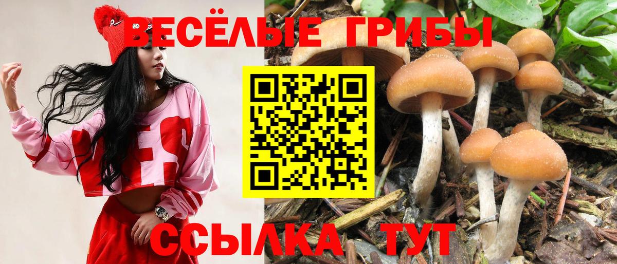 Брянск  Псилоцибиновые грибы Psilocybe  Вход с VPN 