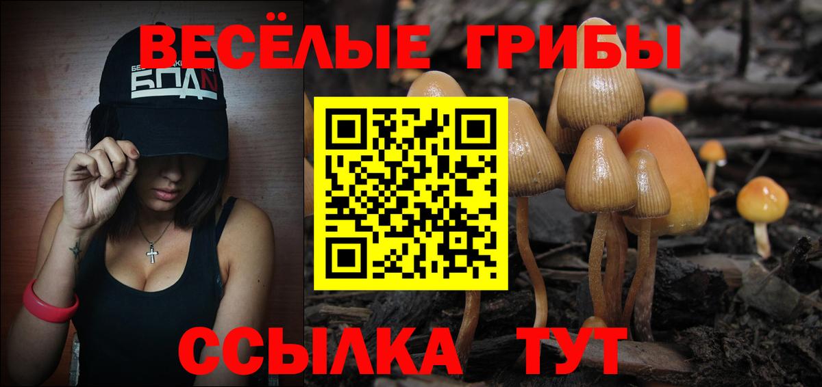 Галлюциногенные грибы Psilocybine cubensis Брянск